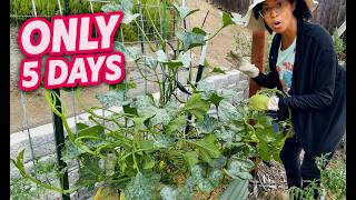 I Left My Garden for 5 Days... Here's What Happened