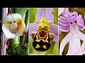 10 Tipos de Orquídeas EXÓTICAS Tão LINDAS e RARAS Que Não Vai Acreditar Que Existem