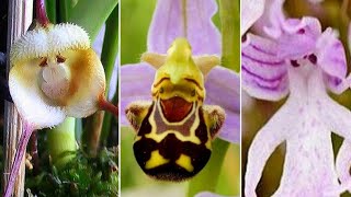 7 Orquídeas Raras, Exóticas e Caras (Lista de Espécies)