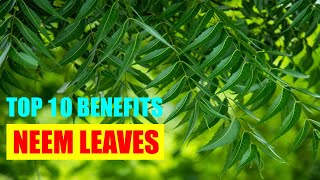 Neem Leaves Benefits – Neem Health Benefits for Skin | Hair Oil and Juice for Face Growth