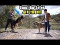 Kangal Çiftliğine Gittim Umut ve Duman Birbirini Sevmedi (Malaklı,Rottweiler,Alman Kurdu Bir Arada)