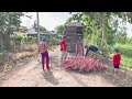 Shocking Secret Revealed! Get Rich Fast Raising Ducks by Boat & Truck Method 🦆💸 | Farm Life TV