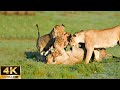 4K Wildlife Paradise | The Lives Of The Lion&#39;s Family - Wild Version With Soft Piano Music