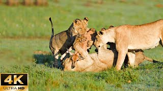 4K Wildlife Paradise | The Lives Of The Lion's Family - Wild Version With Soft Piano Music screenshot 5