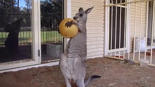 Kangaroos Playing