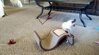 Einstein the Siamese Ragdoll Kitten Jumping and Playing 🐈