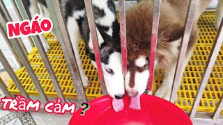 Hùng Panda l Nói Về Việc Ngáo Husky Bị Trầm Cảm l Thăm Gấu - Ngáo Husky - Bull Pháp Của Dương KC