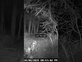 Coyotes on the property