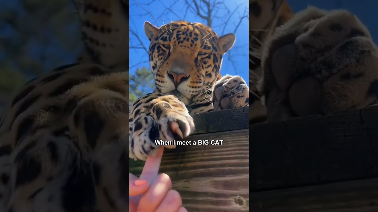 Big Orange Cat Core Animals Tiger Lion Pets