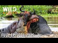NILE RIVER | Survive in a Kingdom of Brutal Predators #naturedocumentaries | Wild Nature