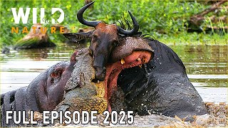 NILE RIVER | Survive in a Kingdom of Brutal Predators #naturedocumentaries | Wild Nature