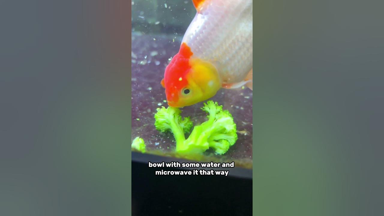 Feeding broccoli to my pet goldfish YouTube
