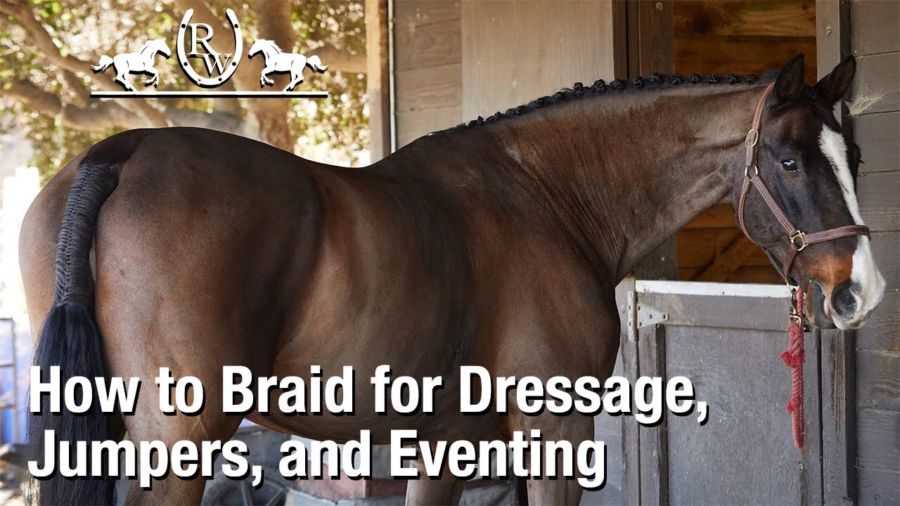 How to Braid a Horse's Mane for Dressage, Jumpers, or Eventing