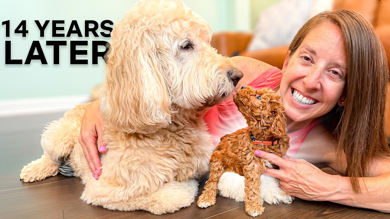 The Honest Truth After 14 Years: Why We Went From F1 to F1B and F1BB Goldendoodles