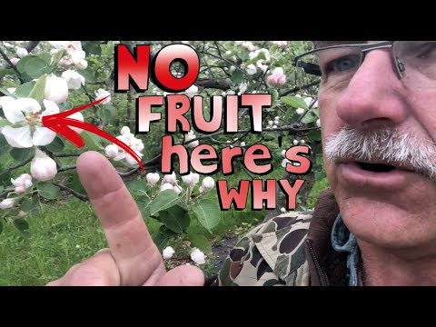 Video: Why Won't My Nectarine Tree Fruit: Treating A Fruitless Nectarine Tree