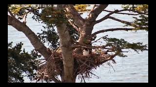 Apr 30, 2026 HWF White Rock, BC Eagles Mom Feeds the Eaglets-Some Bonking of Older Chick to Younger