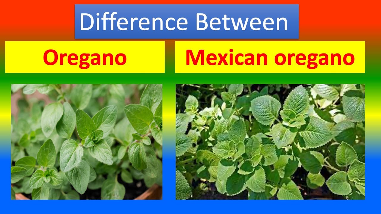Differences Between Medical and Health Benefits of oregano and Mexican