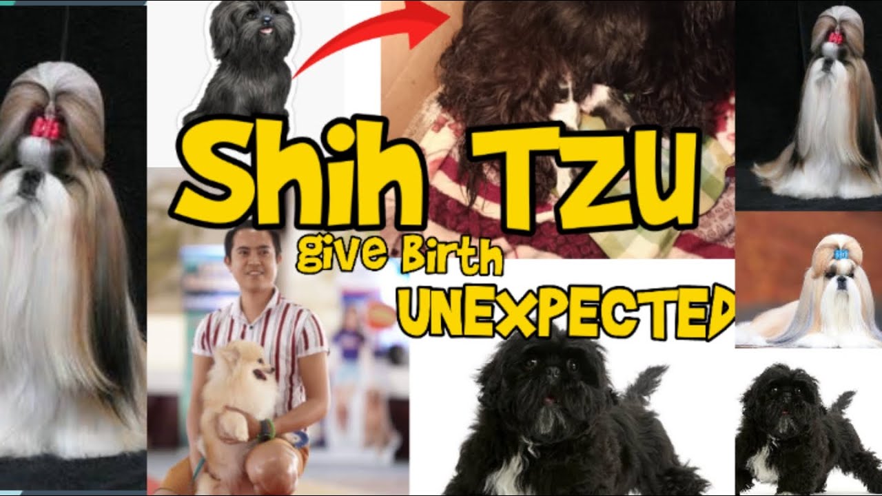 SHIH TZU GIVING BIRTH UNEXPECTED YouTube shih-tzu-giving-birth-unexpected-youtube