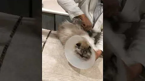 Est Ce Que L On Peut Tondre Un Chat