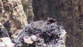 Osprey bird nest, Grand Canyon of the Yellowstone.