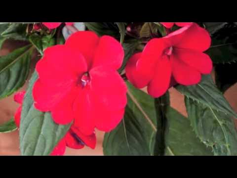 Mondini Plantas: como cultivar impatiens. 