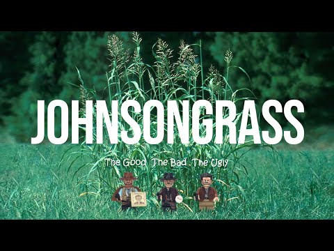 Video: Är Johnson grass säkert för boskap?