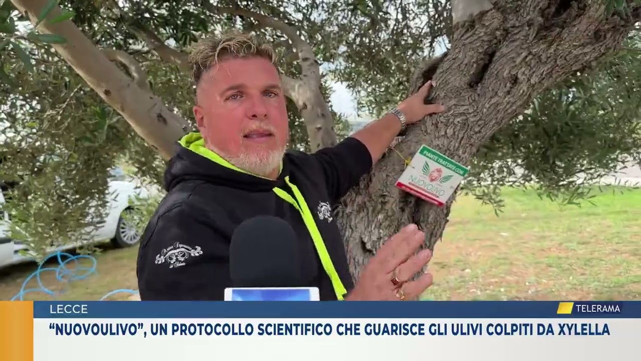 “NuovoUlivo”, un protocollo scientifico che guarisce gli ulivi colpiti da xylella