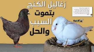 زغاليل الحمام الكنج بتموت من اول يوم - الحل بسيط  - اهم سؤال لما تشتري حمام جديد