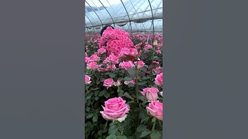 Thumbnail of Roses On The Way Have A Great Day Everyone ❤ #satisfying #short