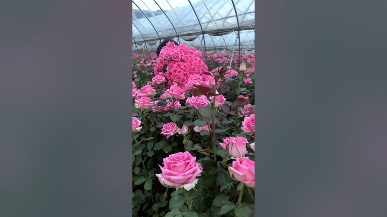 Roses On The Way Have A Great Day Everyone ❤ #satisfying #short