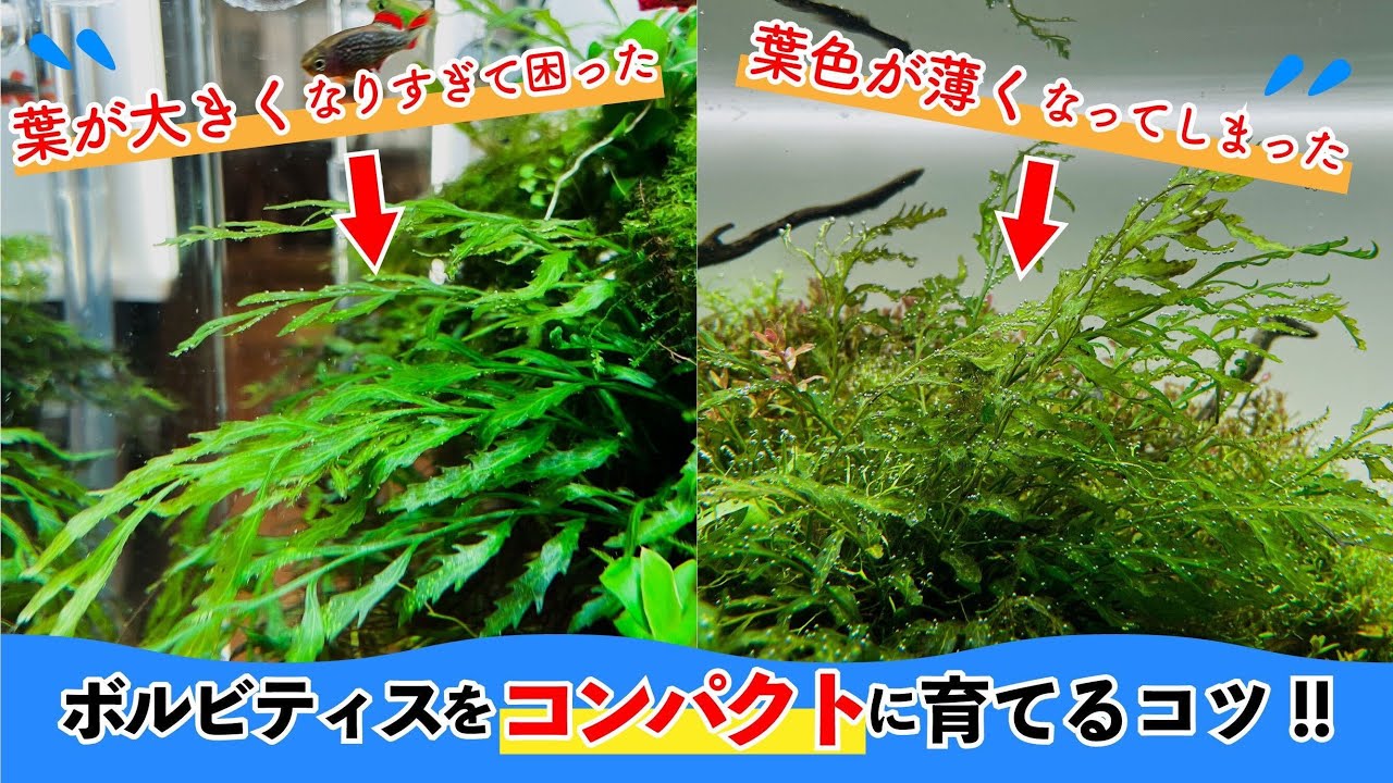 ボルビティス - 観葉植物