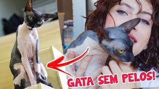 ADOTEI UM SPHYNX! O GATO SEM PELO