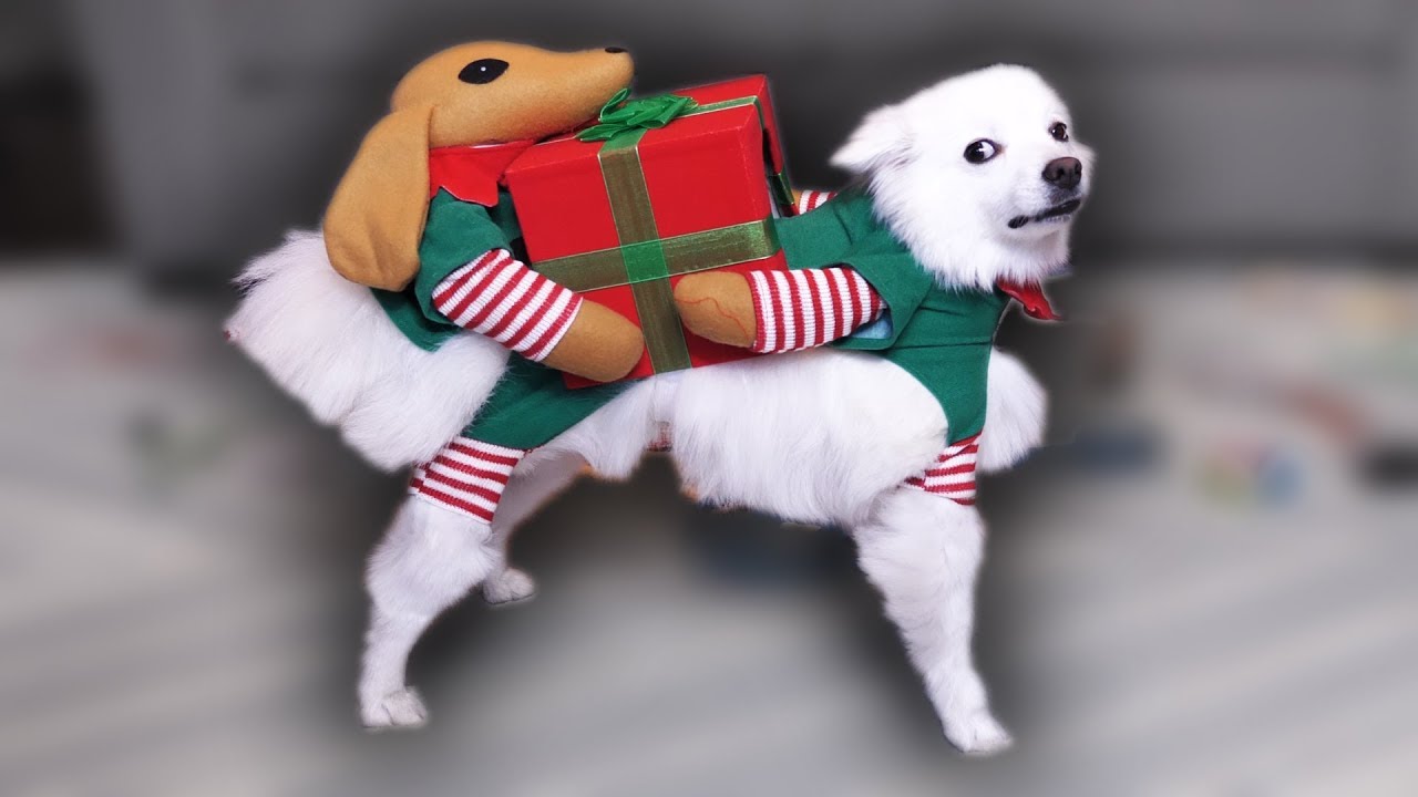 wishbone dog What $300 can get you (YIAY #464)