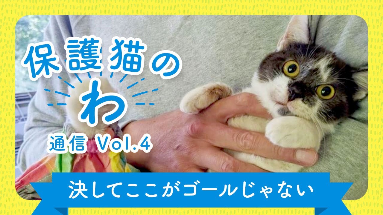 保護猫のわ通信vol 4 決してここがゴールじゃない 猫ねこ部 保護猫のわ通信vol 4 決してここがゴールじゃない 猫ねこ部