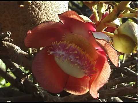 The Cannonball Tree