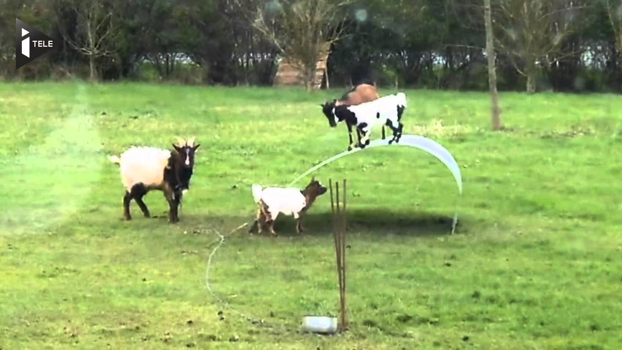 Un Toboggan Pour Des Chevres Le 02 14 A 15h10 Youtube