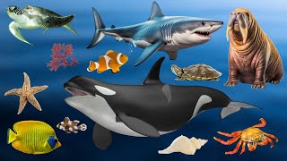 Learn Sea Animal Names for Everyone in English - Ocean Animal Names