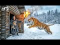 She Saved A Freezing Tiger Cub Then Something Incredible Happened At Her Door Yakutia At 71 C
