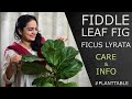 Fiddle Leaf Fig (Ficus Lyrata) Care & Info  |  Plant Table
