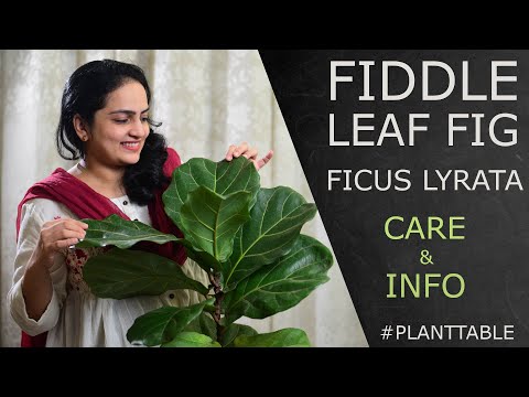 فيديو: معلومات Philodendron Bipennifolium: نصائح حول رعاية Fiddleleaf Philodendrons