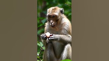 The Mlikes lychees... #trending #ai #mlikes #aivideo #aishorts