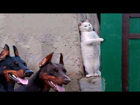 Hayvanlarında İnsanlar Kadar Zeki Olduğunu Gösteren 30 Video