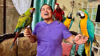 Pano Kumita ng Millions sa Parrot Breeding  One Bird = 1.1 Million!