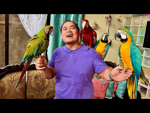 Pano Kumita ng Millions sa Parrot Breeding - One Bird = 1.1 Million! class=