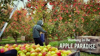 ESTAS SON LAS MANZANAS PINK LADY ARBOLES CON FRUTOS EN ABUNDANCIA Apple harvesting (PINKLADY)