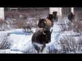Wild Bison Return to Banff National Park