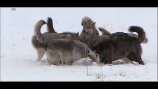 Wolves Destroy Coyote