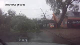 падения дерева на Сырковском шоссе-В.Новгород