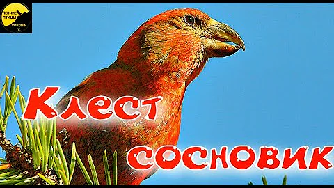 КЛЁСТ СОСНОВИК ОПИСАНИЕ И ФАКТЫ Loxia pytyopsittacus