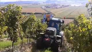 Vendemmia 2014 az. agricola Meggiolaro